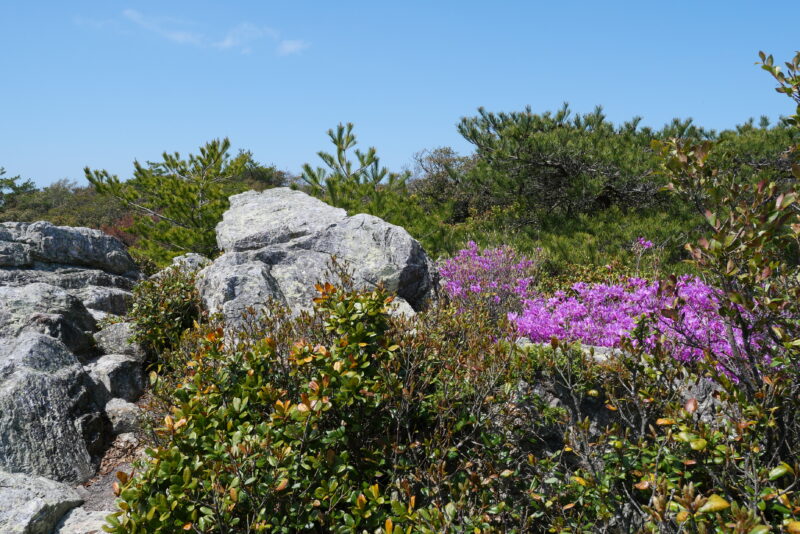 弁当岩でお花見ランチ