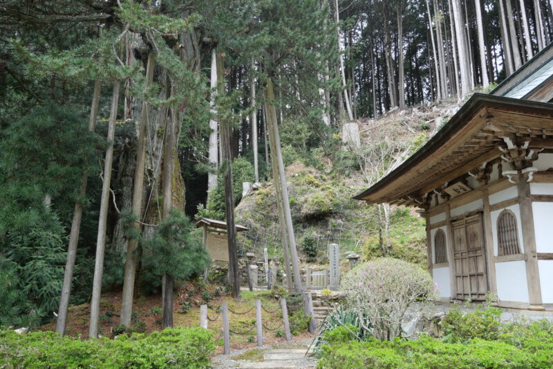 甘泉寺コウヤマキと強右衛門墓碑