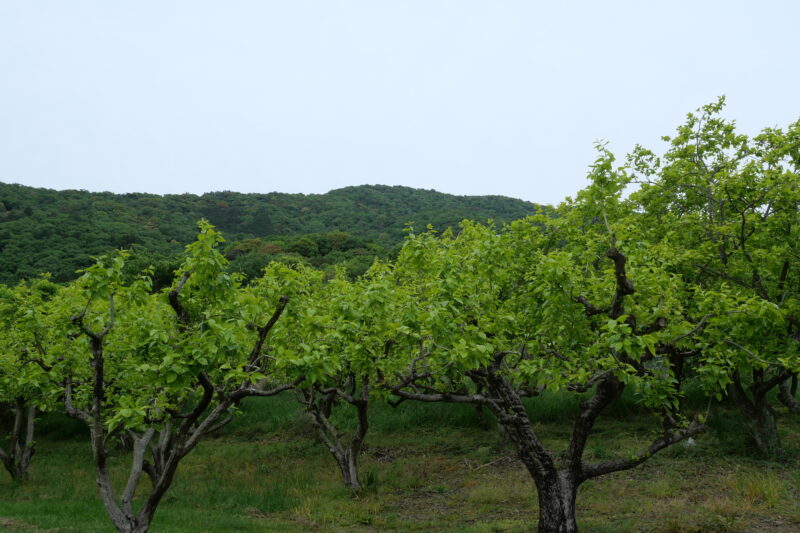 柿畑から望む吉祥山