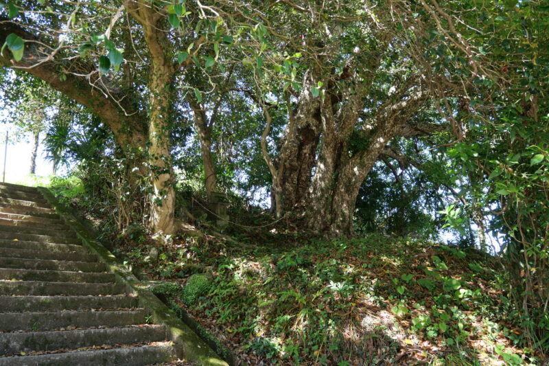 田峯のカゴノキ