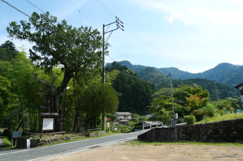 ねずの木と鳳来寺山