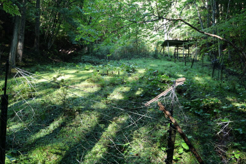 ミズバショウ群生地