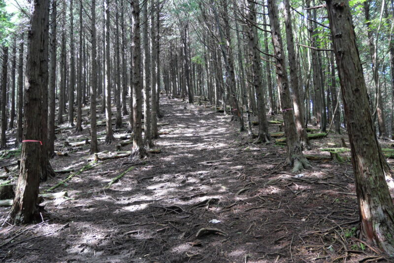 広い尾根を山頂へ向かう