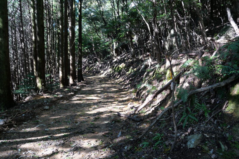 大岩から林道に降りる