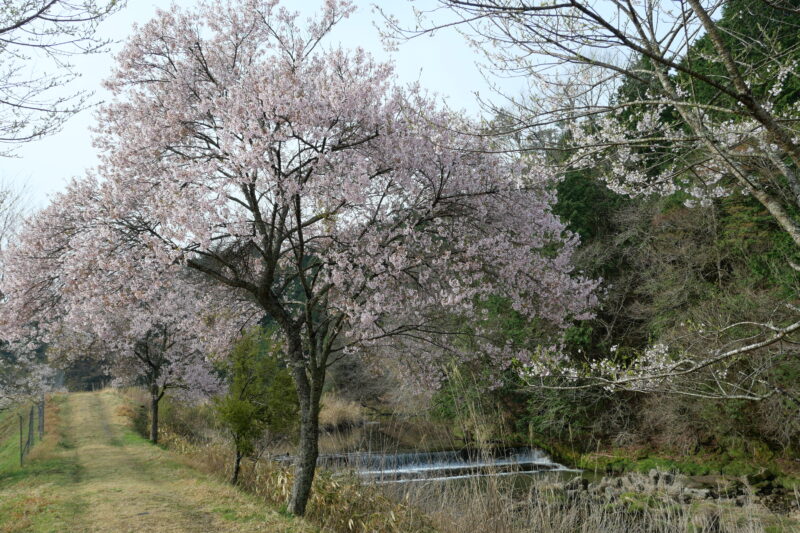 名倉川の桜並木