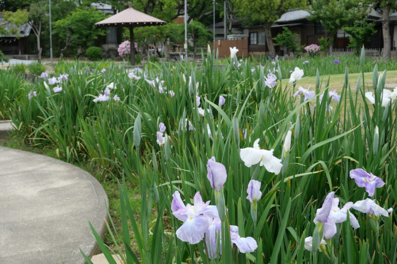 知立公園(花しょうぶ)
