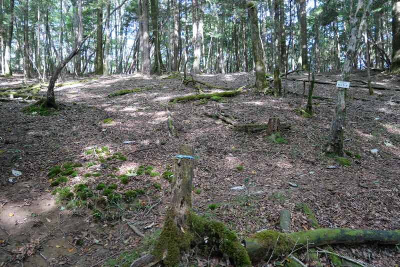 青テープとリョウブの木の間の踏み跡を辿る