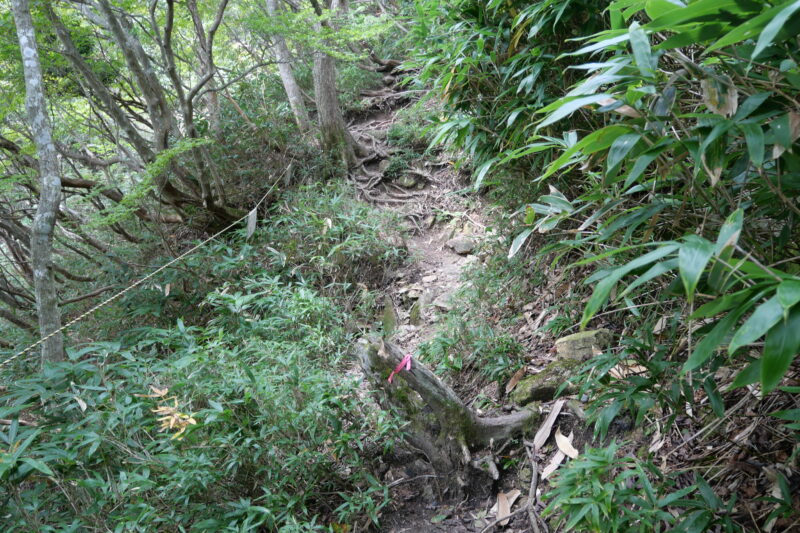 大黒岩分岐の木株