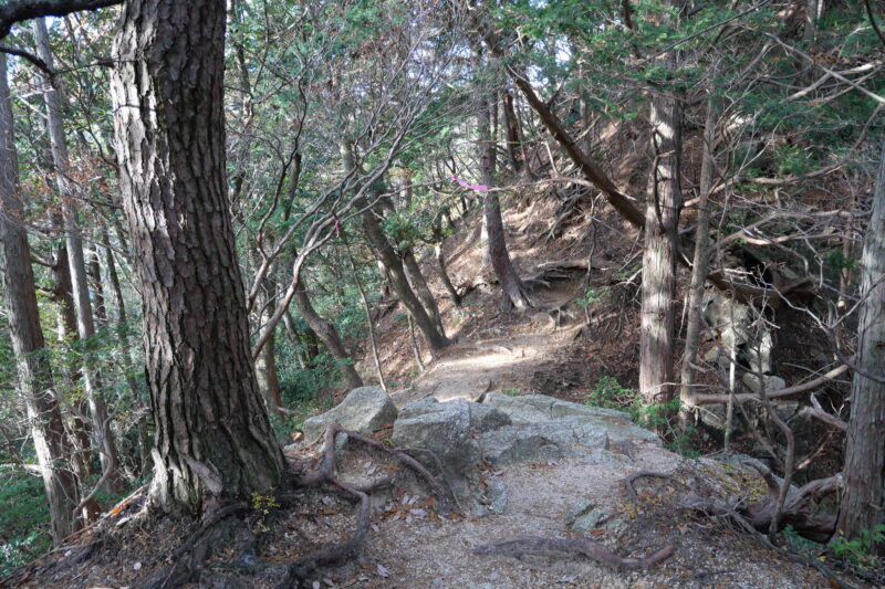 小ピークと松の木