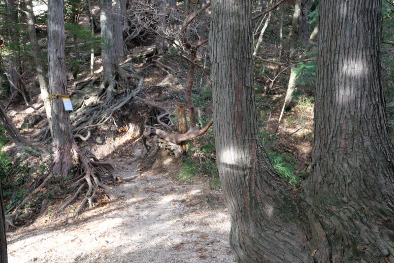 二股杉と注意看板