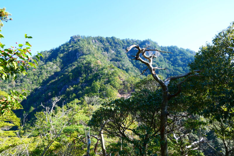 鳳来寺山名勝天然記念物指定地境界尾根をゆく